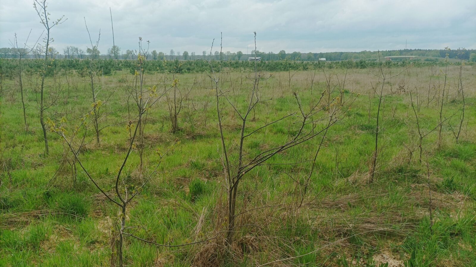 In Kloster Zinna wächst auf 30 Hektar ein neuer Mischwald heran. © KW-Development