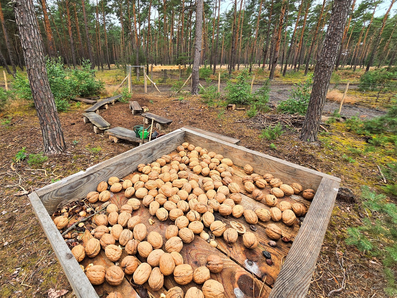 Der Häher-Teller wurde im Waldklassenzimmer in Prieros aufgestellt, damit der Eichelhäher beim Bäume pflanzen aktiv mithelfen kann. © Carsten Preuß
